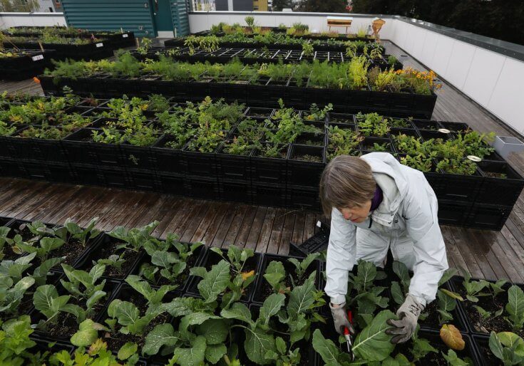 A person in a light jacket tends to leafy green plants on a rooftop garden with rows of black planter boxes at the University District Food Bank.